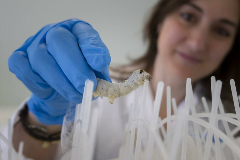 Ana Pagán Bernabé deposita un gusano de seda en una estructura de emboje. Foto: EFE/MARCIAL GUILLÉN